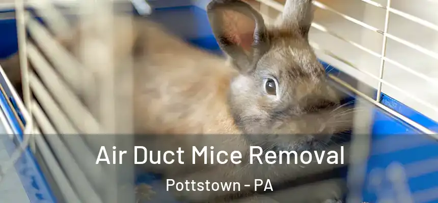  Air Duct Mice Removal Pottstown - PA